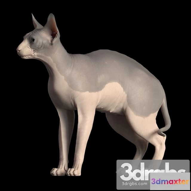 1056416 - Sphynx cat