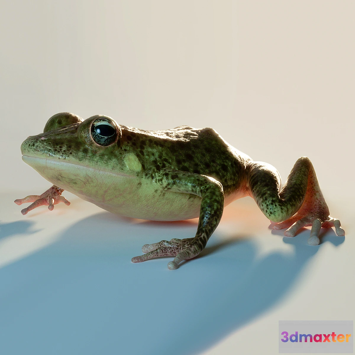 1281076 - Frog 3D Max
