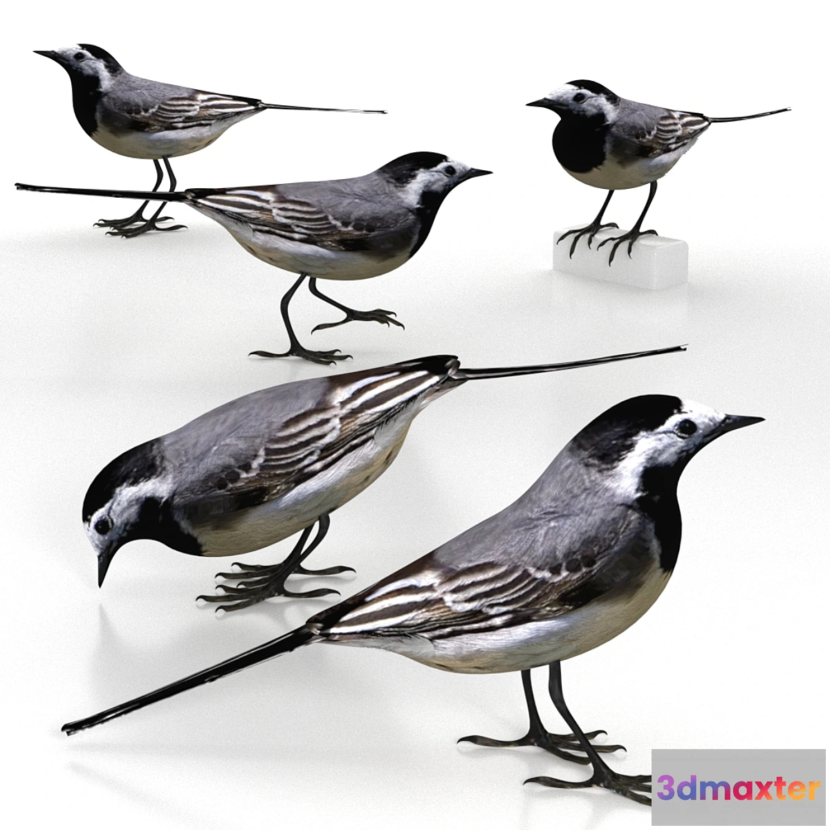 1288422 - White Wagtail (bird) 3D Max