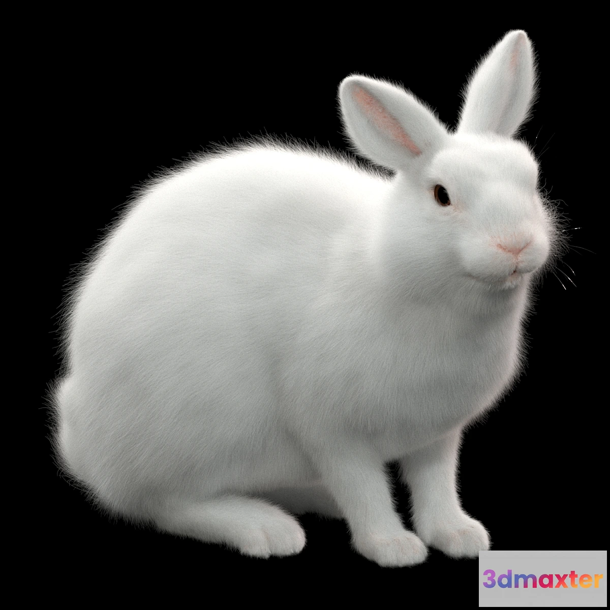 1296920 - Rabbit - No.2 3D Max