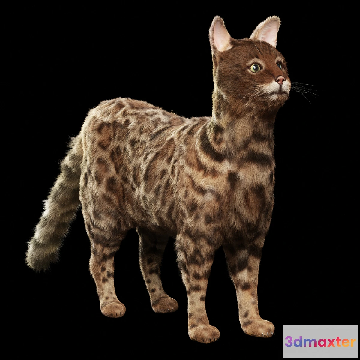 1307784 - Bengal cat 3D Max