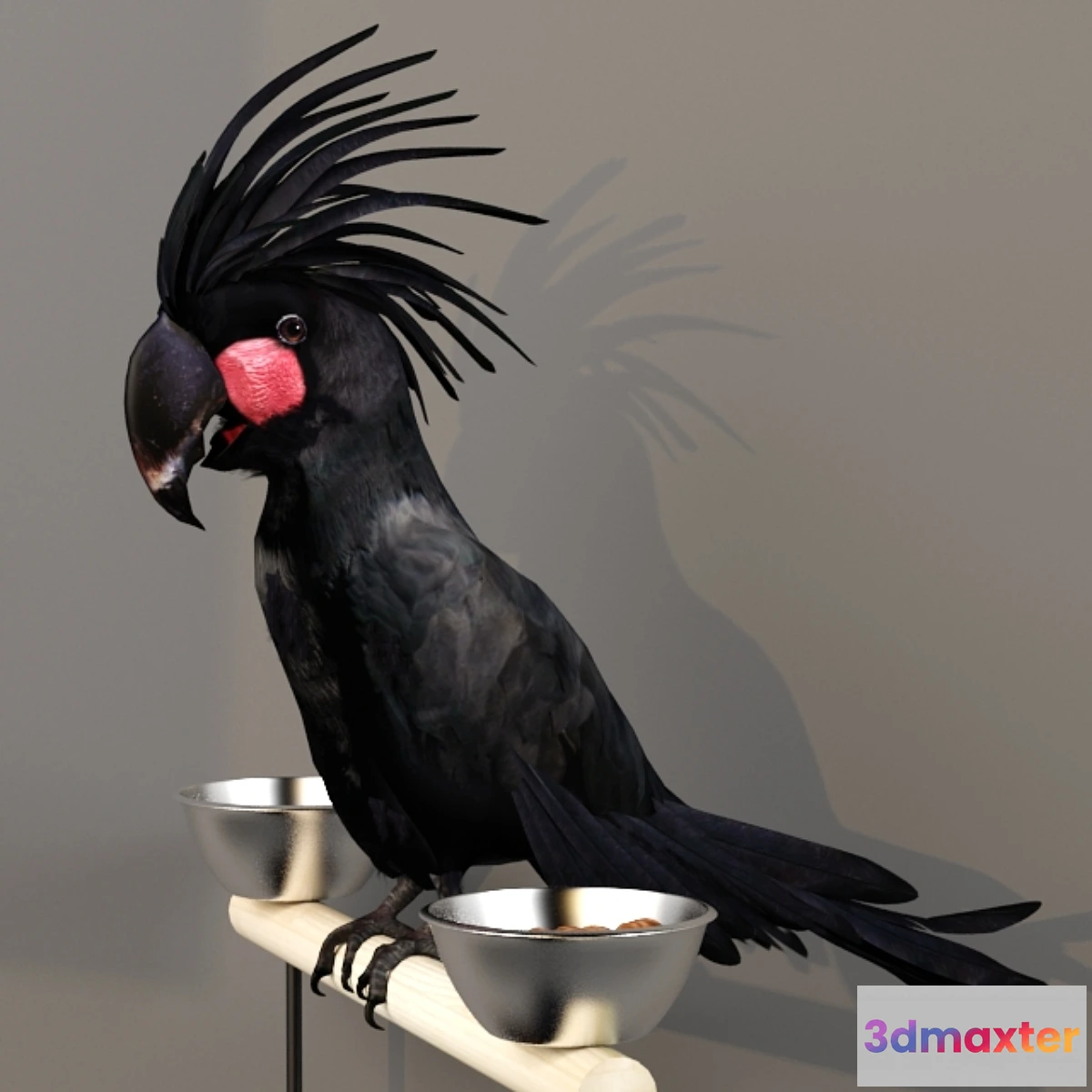 1309035 - Black Cockatoo. Probosciger aterrimus 3D Max