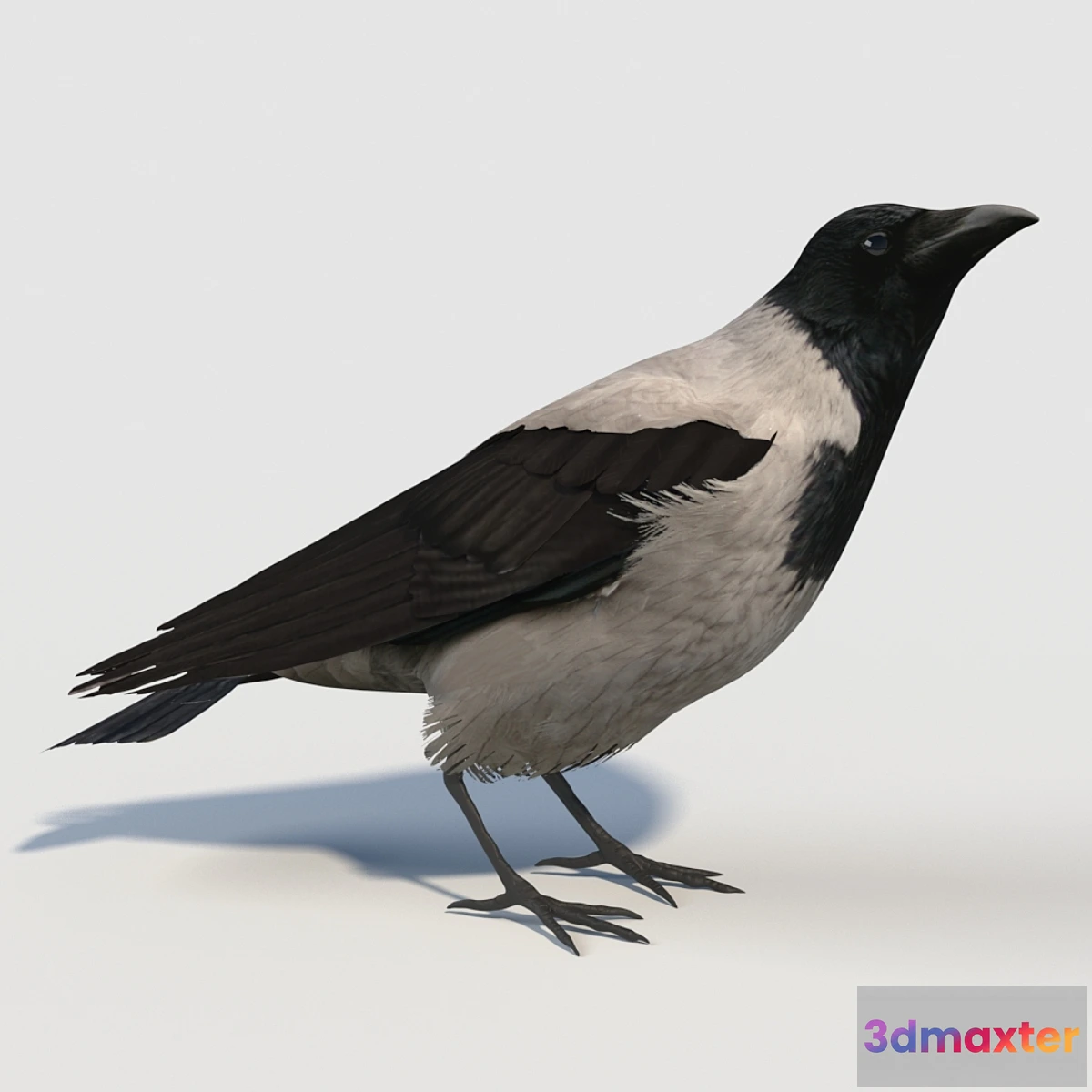 1309849 - Hooded Crow (bird) 3D Max