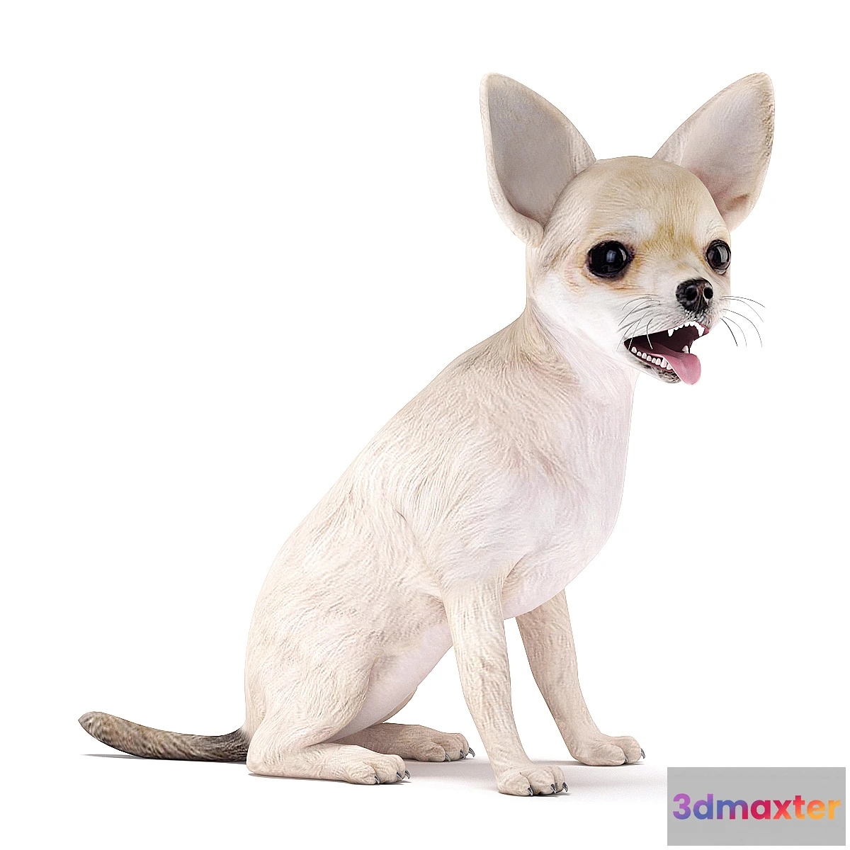 1312039 - Chihuahua 3D Max