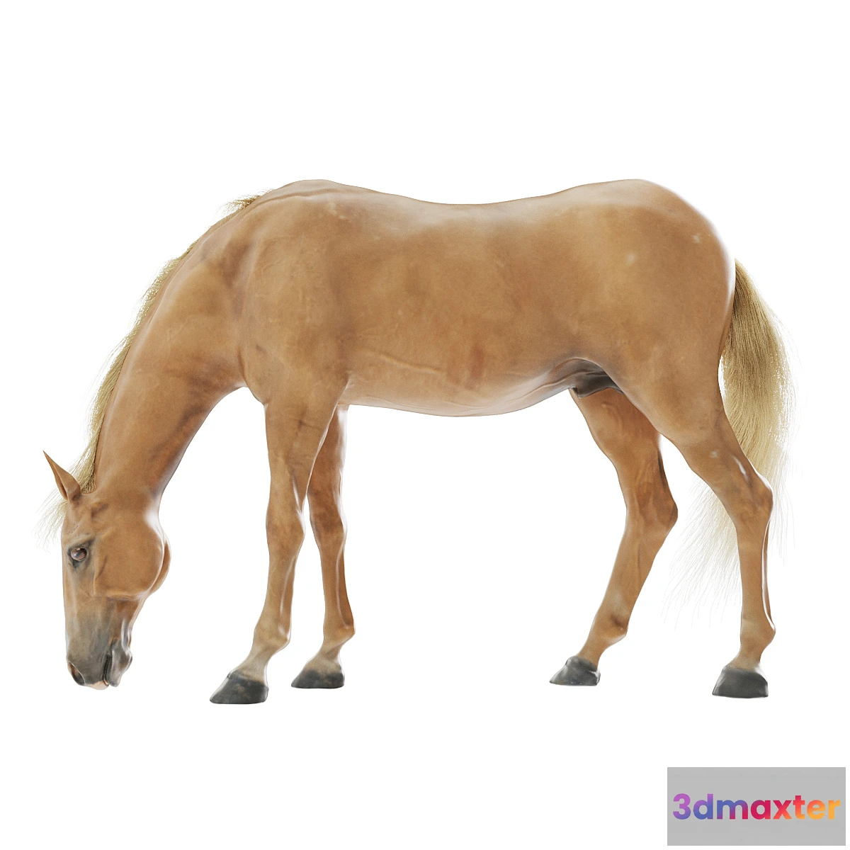 1328205 - Grazing horse 3D Max