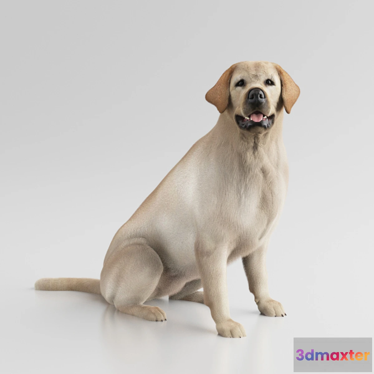 1329703 - Labrador Retriever 3D Max