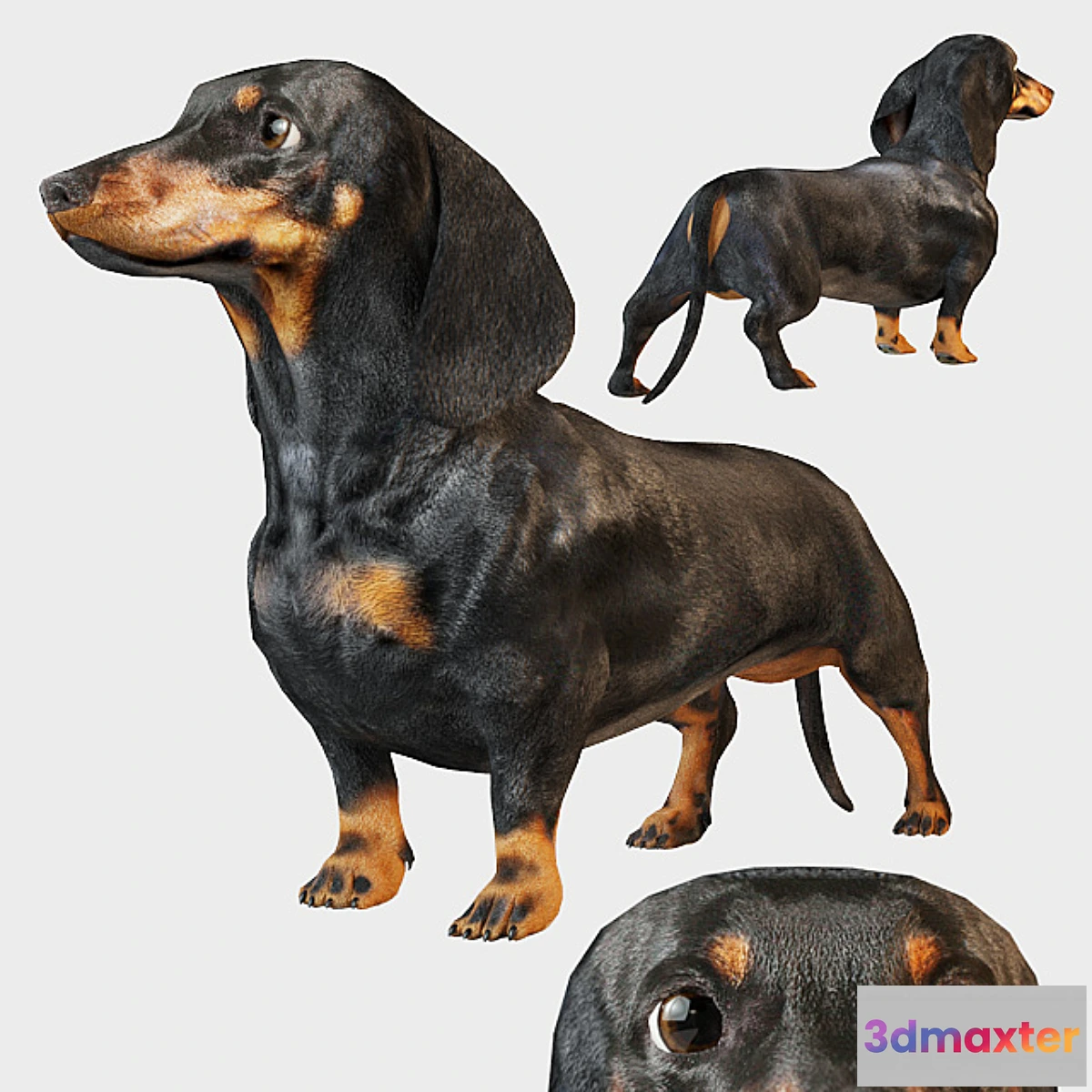 1338977 - Black dachshund 3D Max