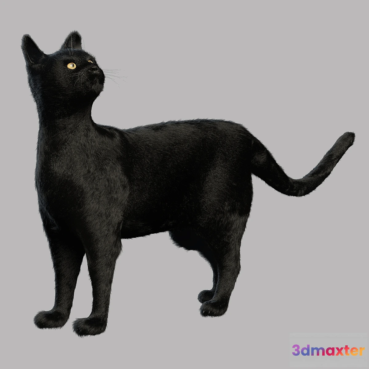 1342420 - Black Cat 3D Max
