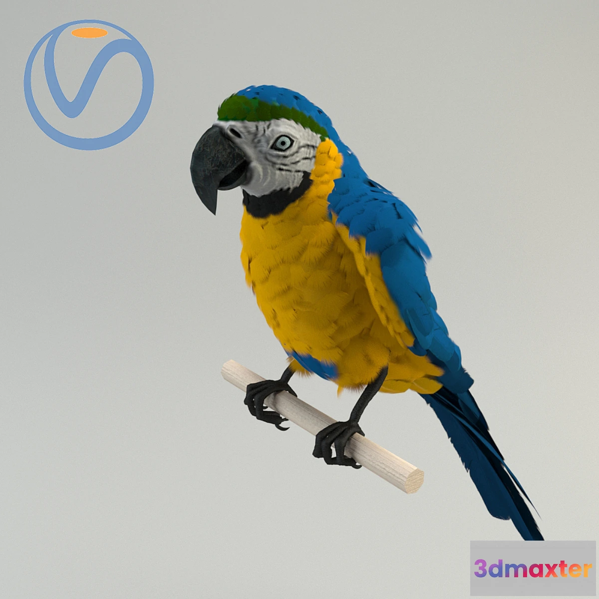 1405626 - Blue-yellow macaw 3D Max