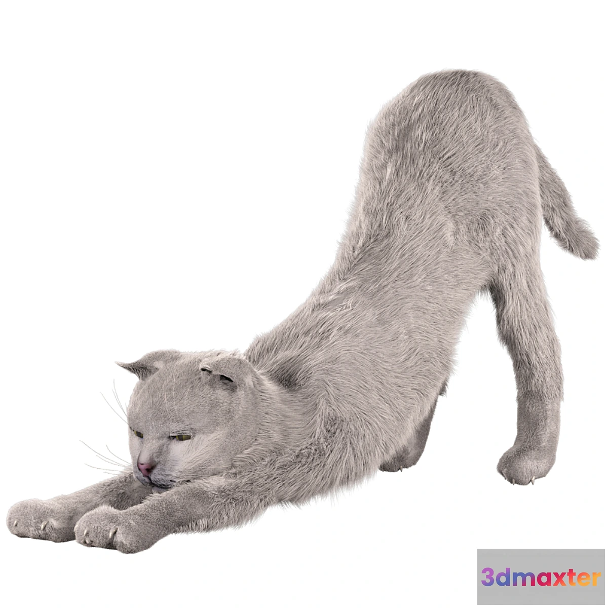 1415478 - Cat Martin 3D Max