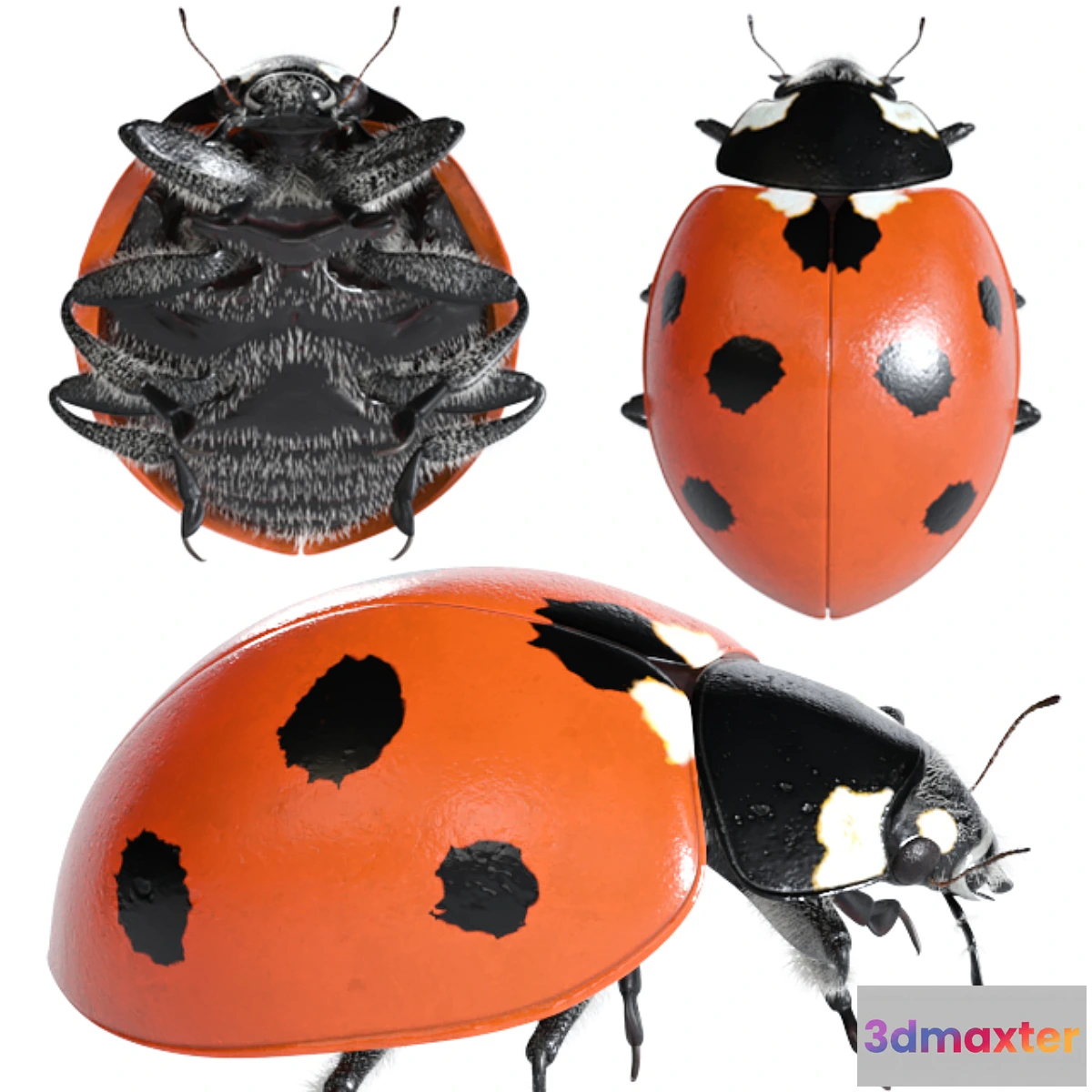 1419262 - Ladybug (vray NEXT) 3D Max