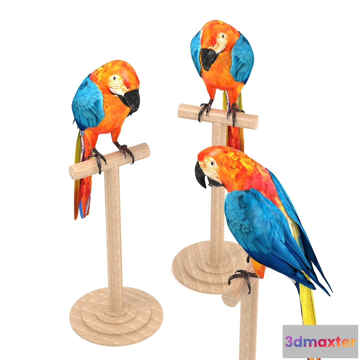 1427762 - Macaw 3D Max