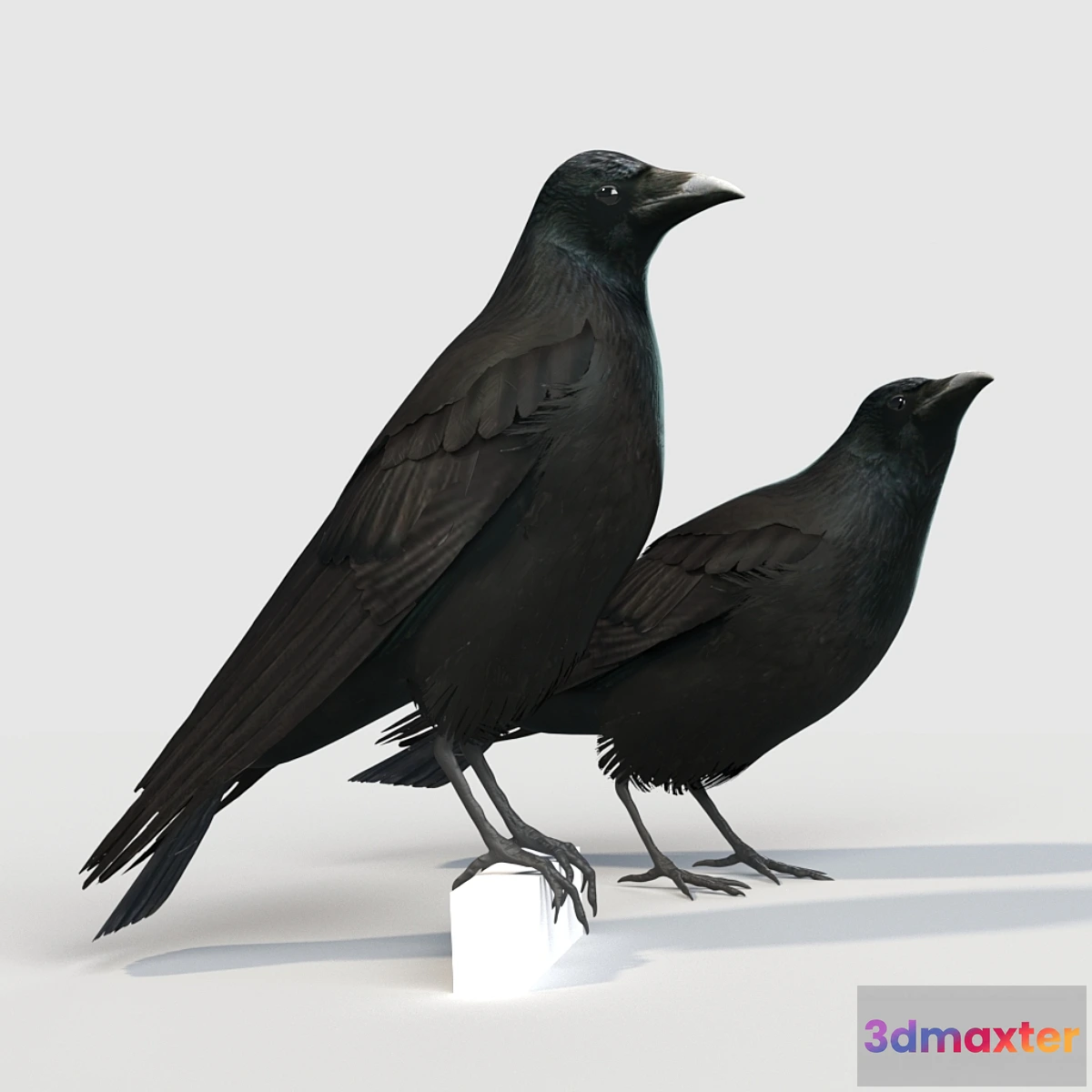 1428708 - Carrion Crow (bird) 3D Max