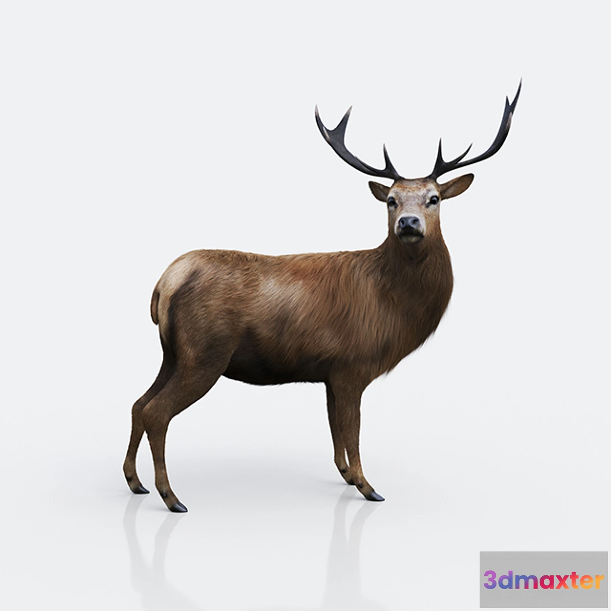 1432482 - Forest deer 3D Max