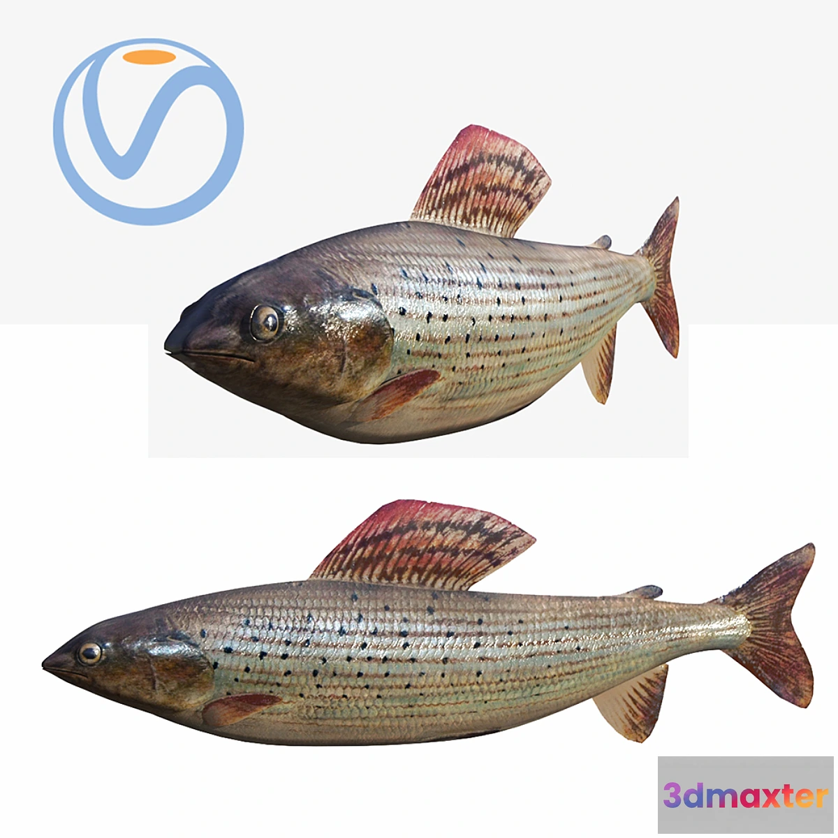 1434778 - fish 3D Max