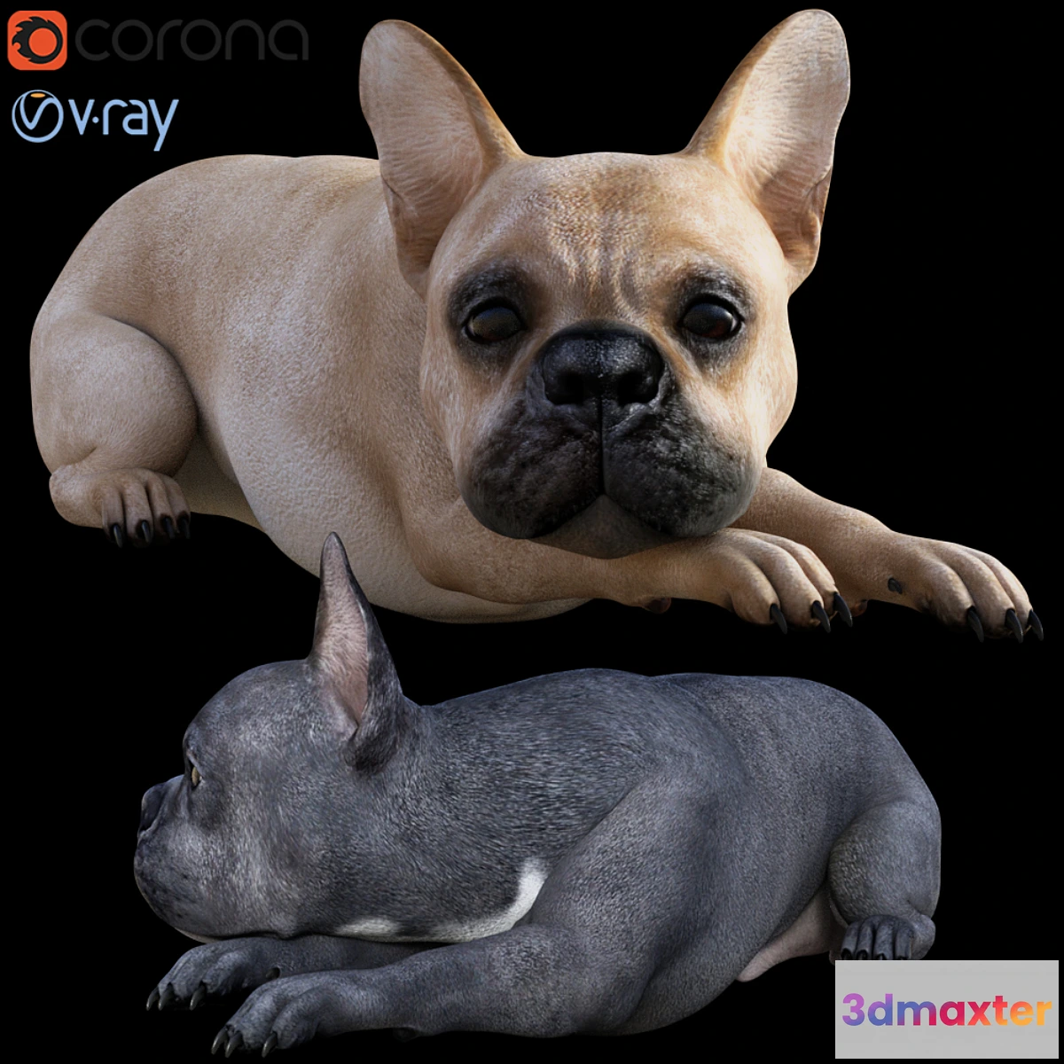 1438534 - Dog_Bull 3D Max
