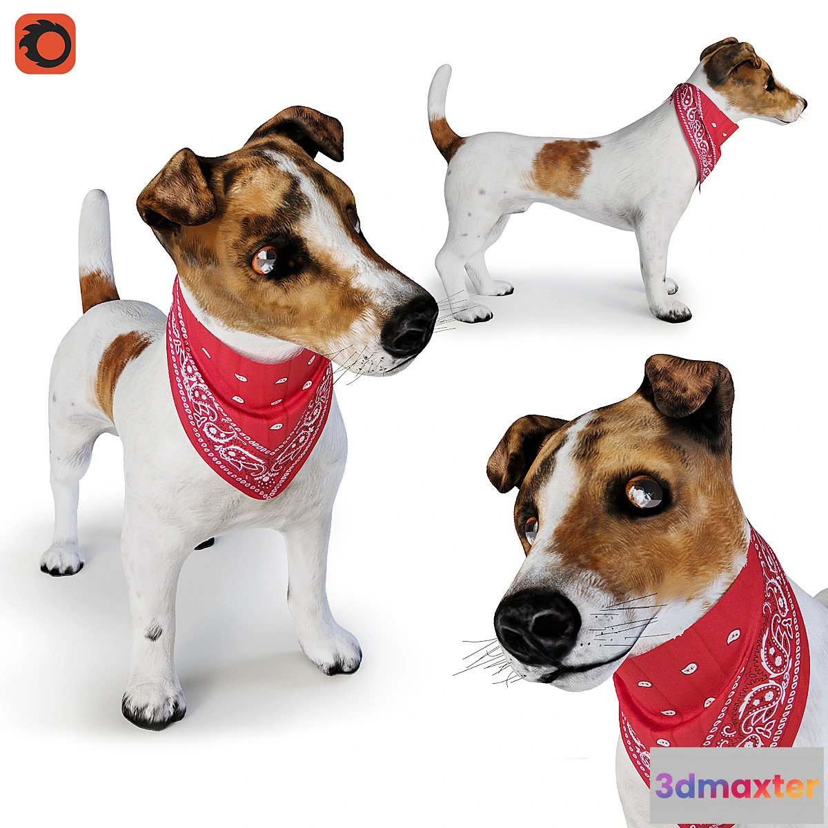 1440276 - Dog Jack Russell Terrier 3D Max