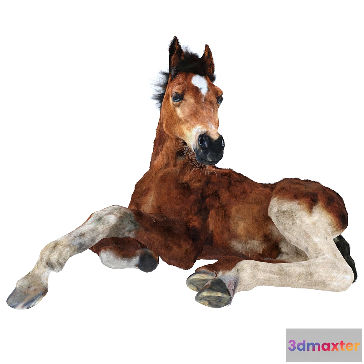 1440486 - Foal 3D Max