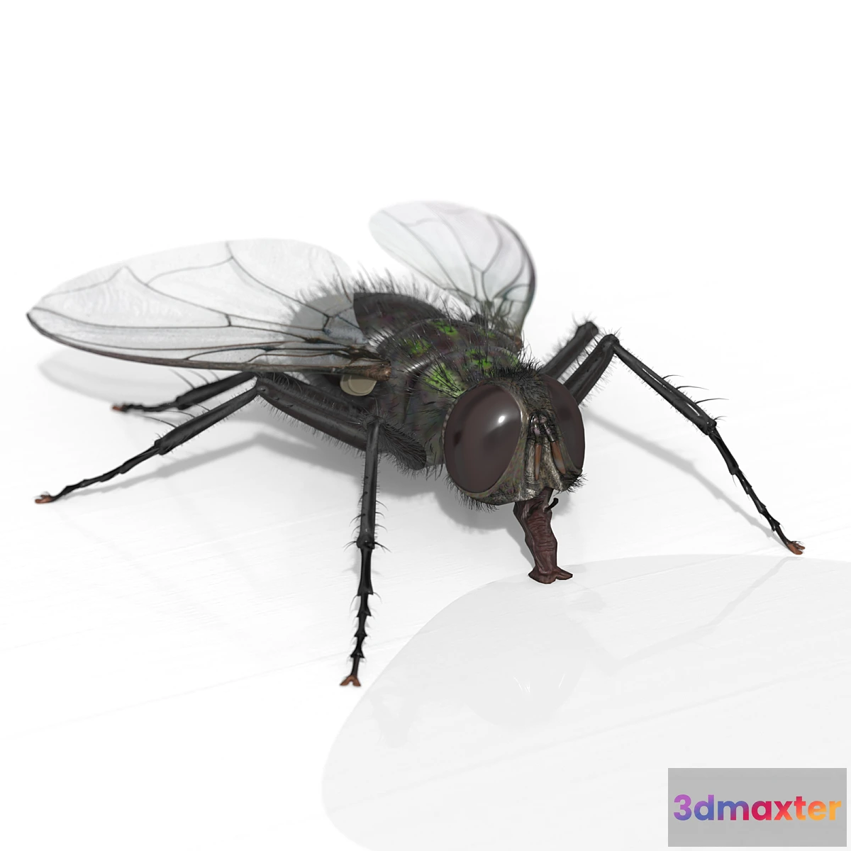 1442856 - The Fly 3D Max