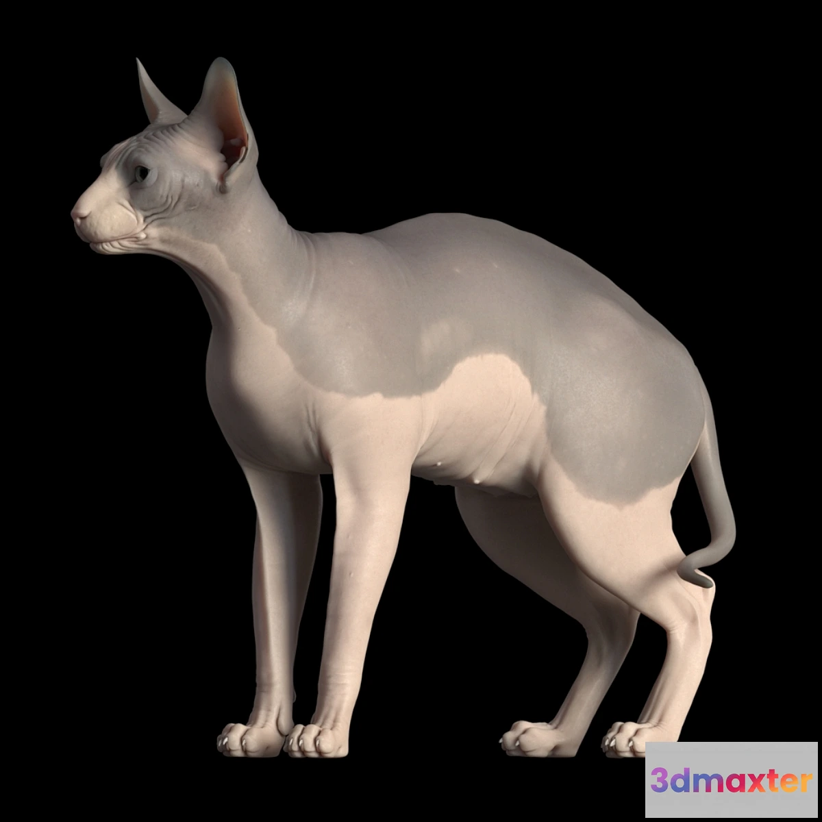1448274 - Sphynx cat 3D Max