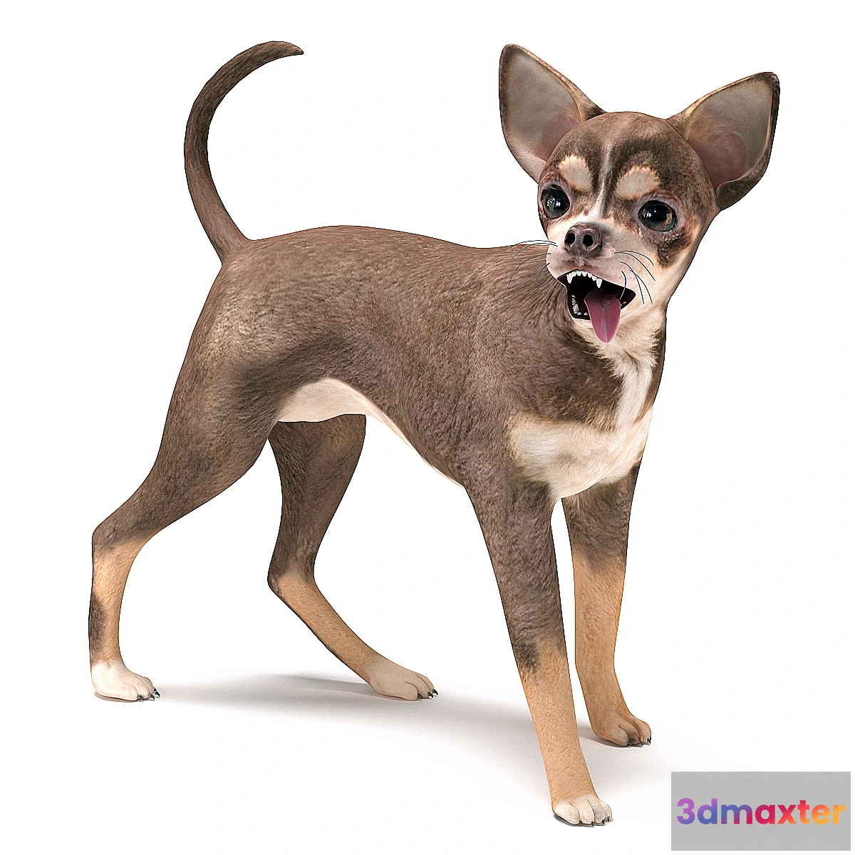 1474268 - Brown Chihuahua 3D Max
