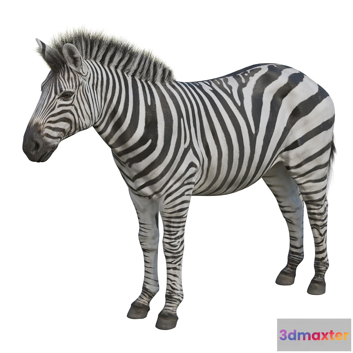 569604 - Zebra - No.2
