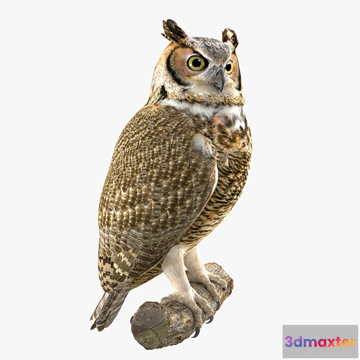 569640 - Owl - No.2