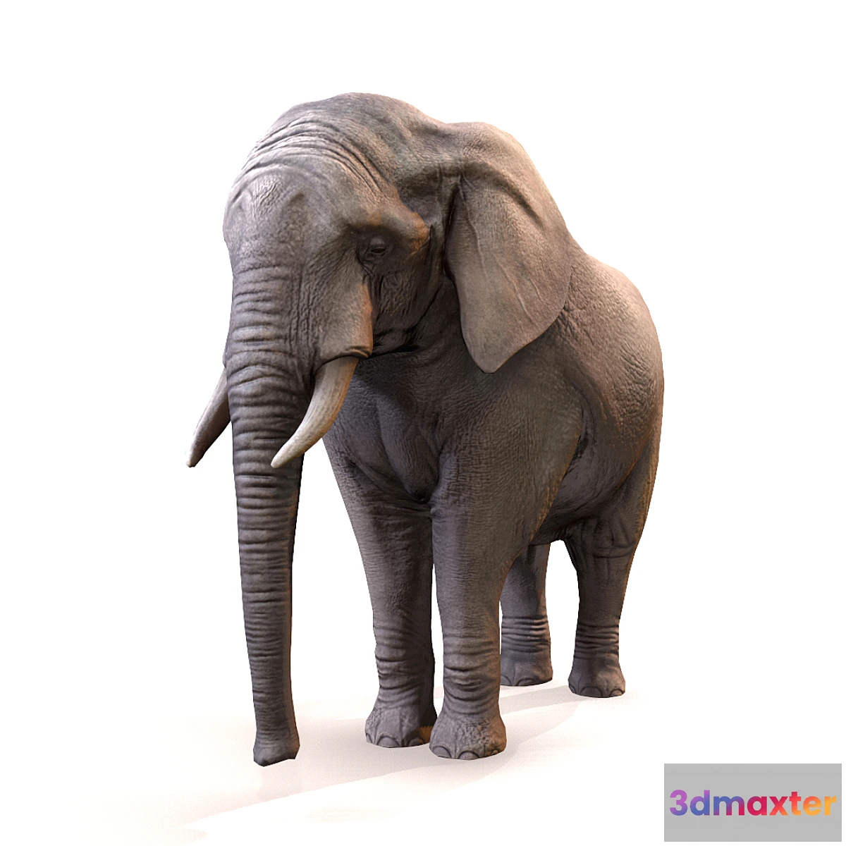 569642 - Elephant _ Elephant