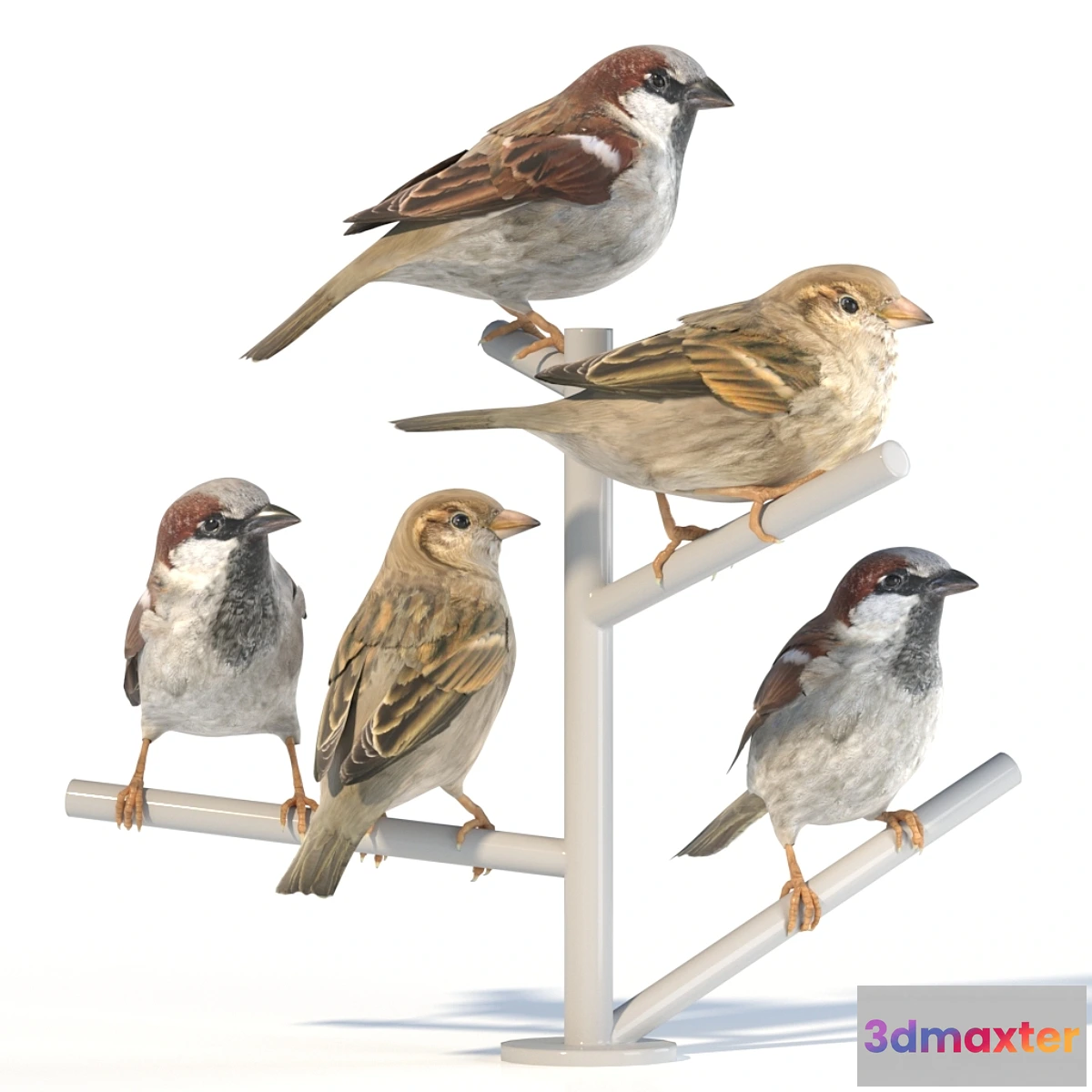 569750 - House Sparrow _ 2