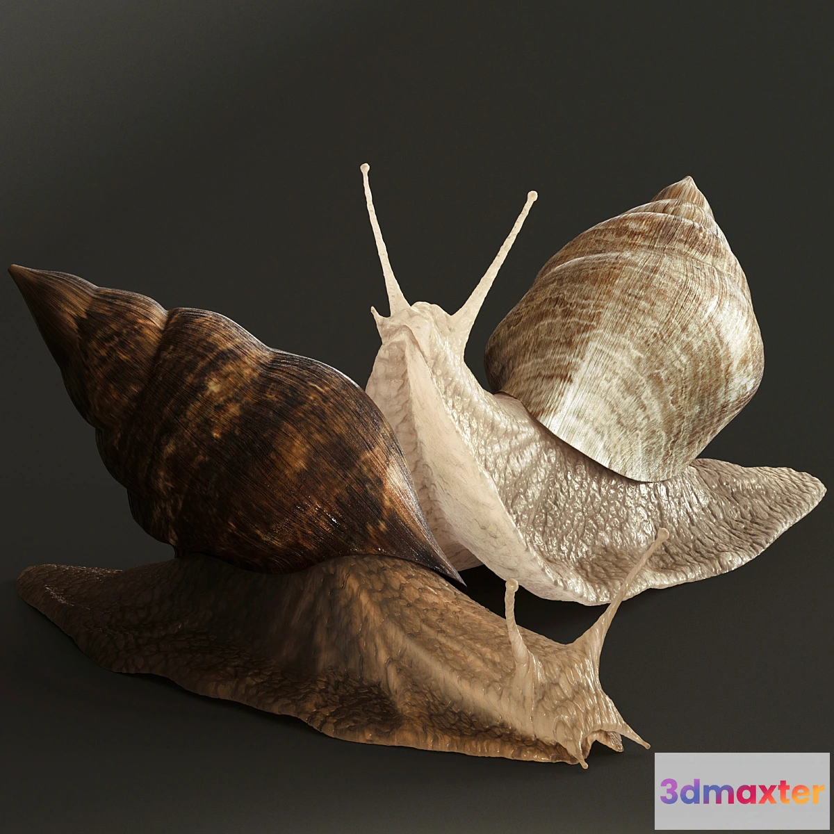 569760 - Snails - No.2