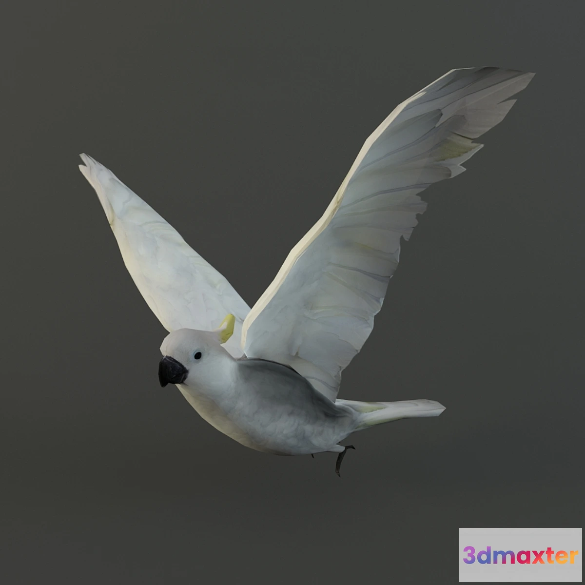 627423 - Parrot cockatoo