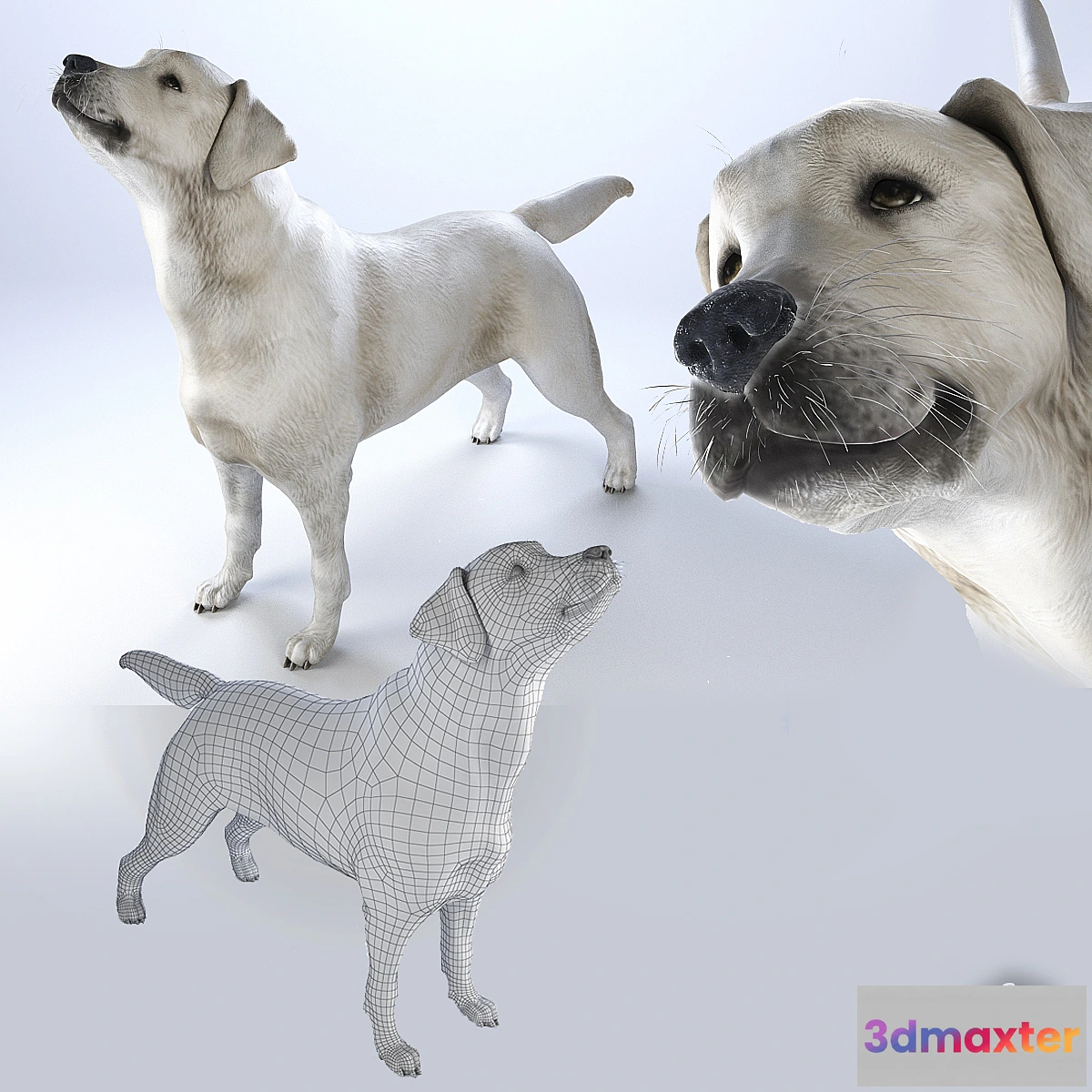 634247 - LOW_labrodor