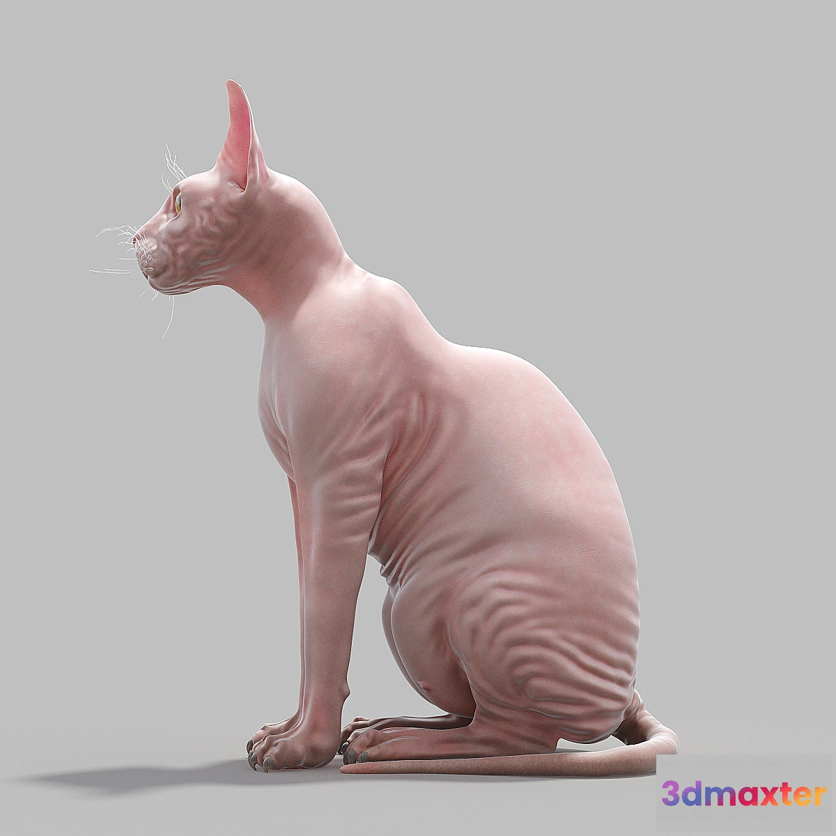 647687 - Sphynx Busko