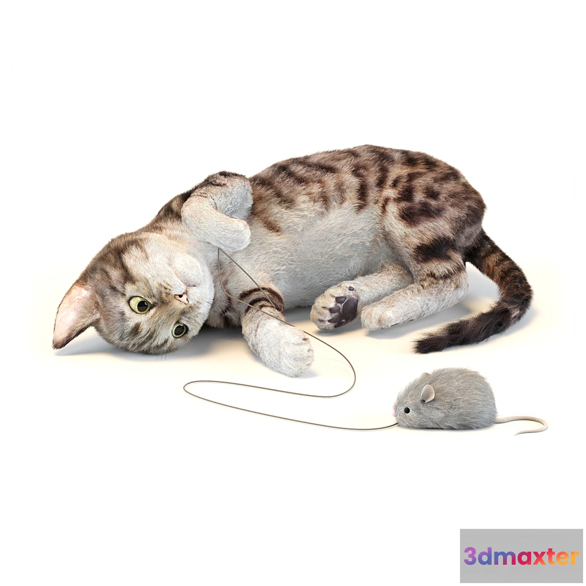 651935 - Kitten in two color options