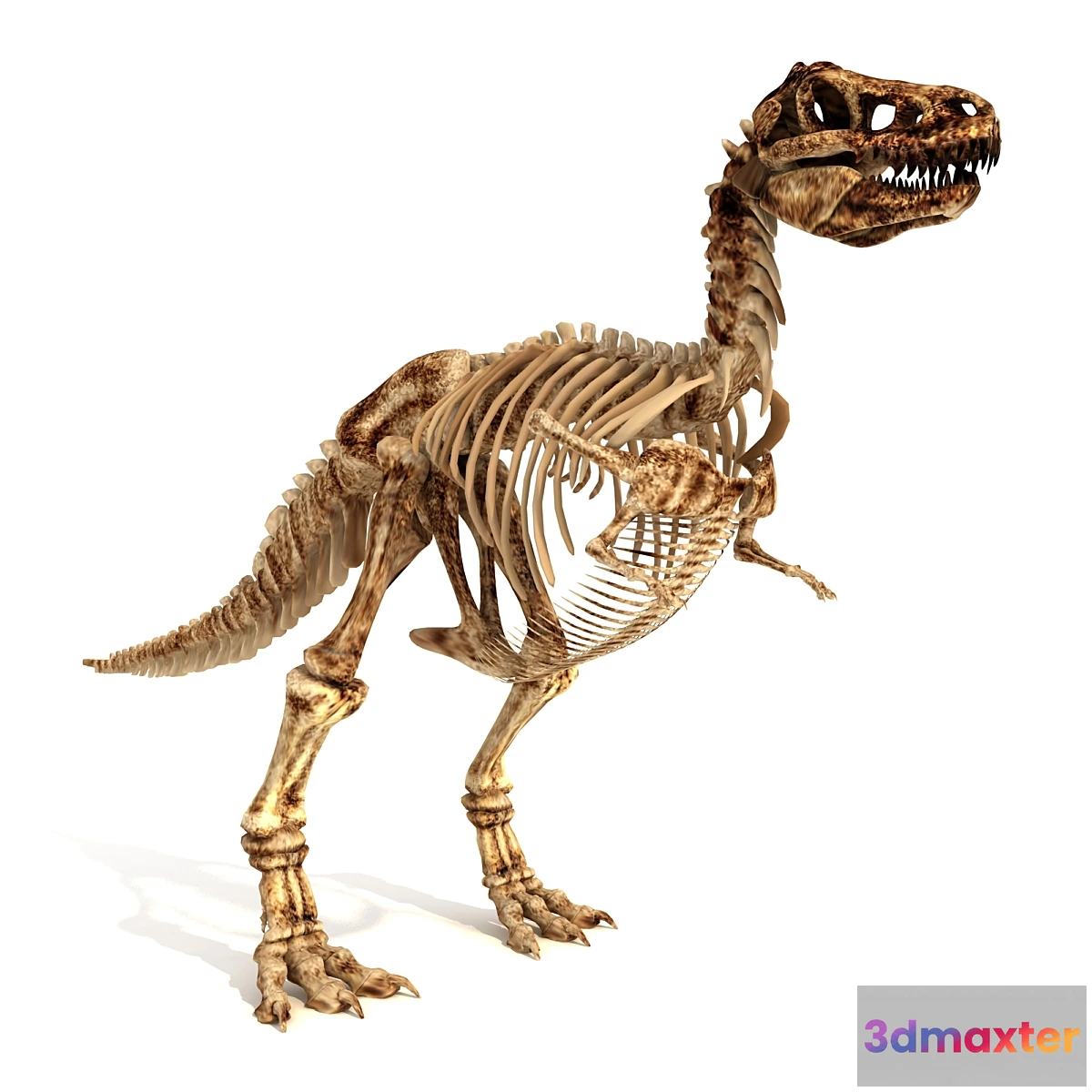 664839 - Skeleton of the Dinosaur Trex