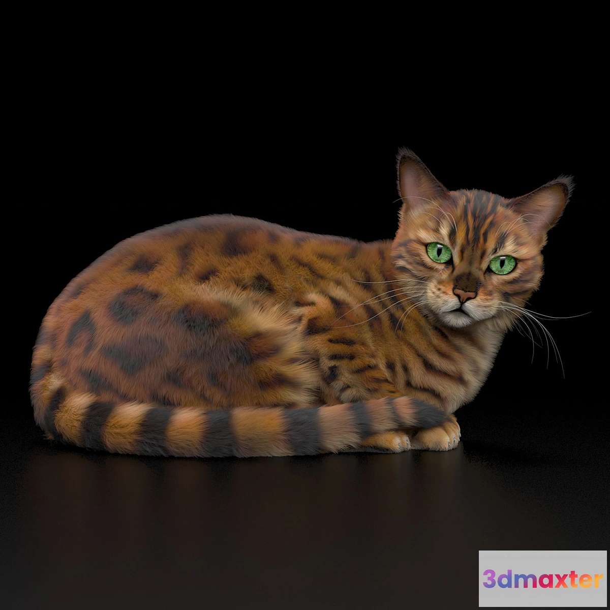 669025 - BENGAL CAT