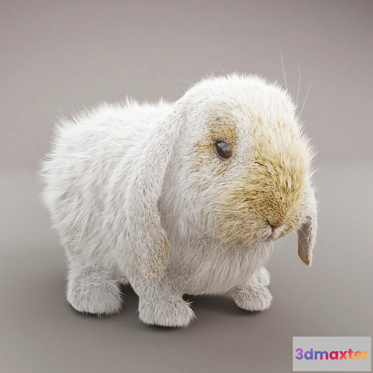 669029 - Rabbit - No.2