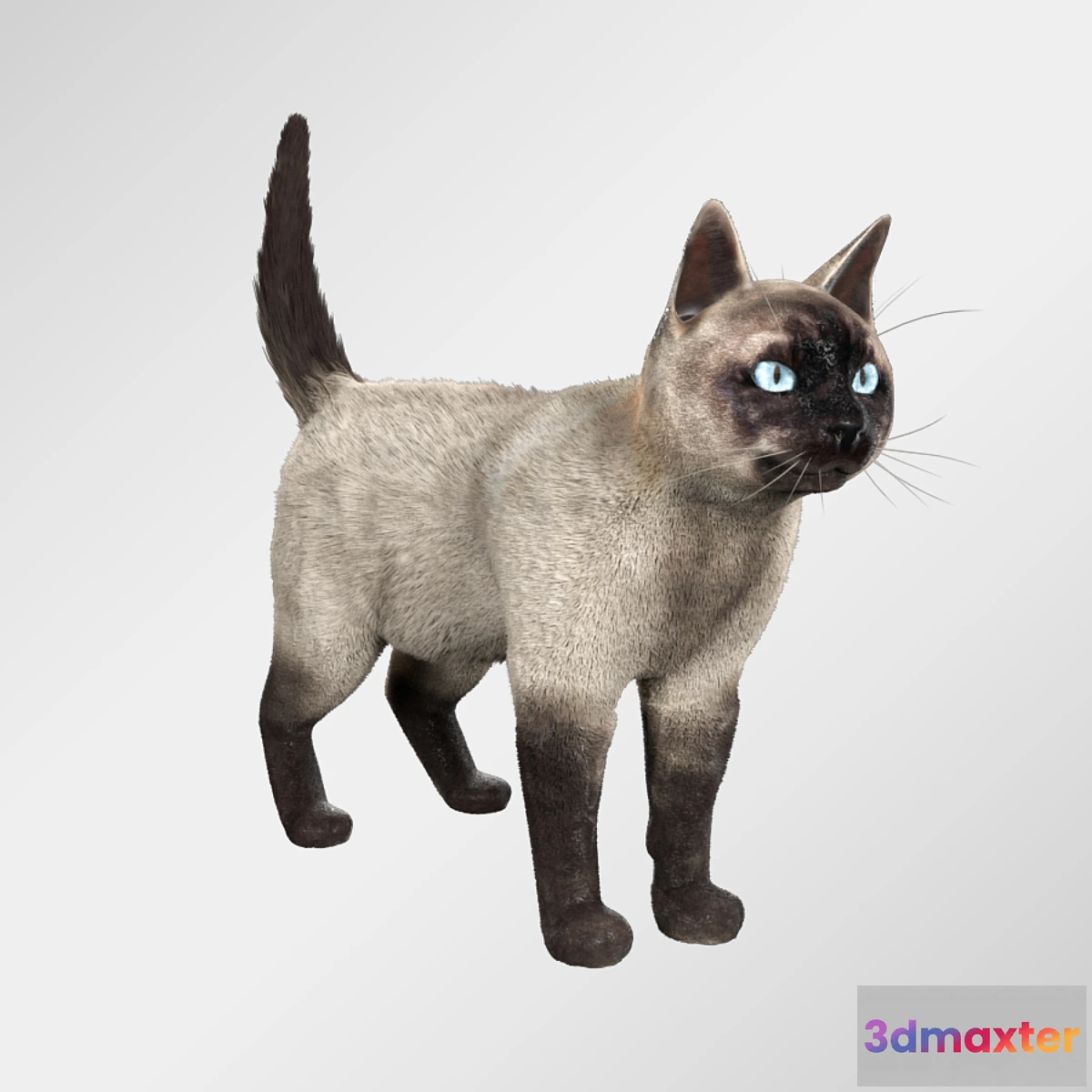 669031 - Siamese cat