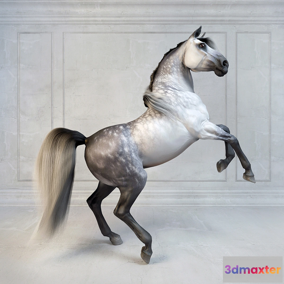 669037 - Andalusian Stallion. The Spanish horse.