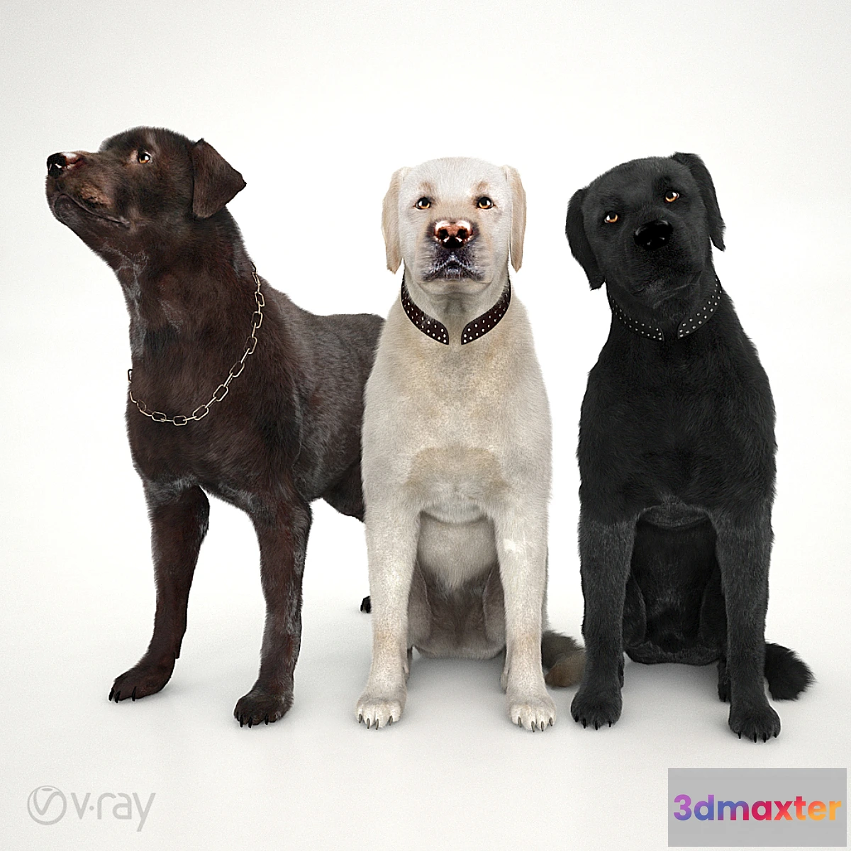 669041 - Labradors