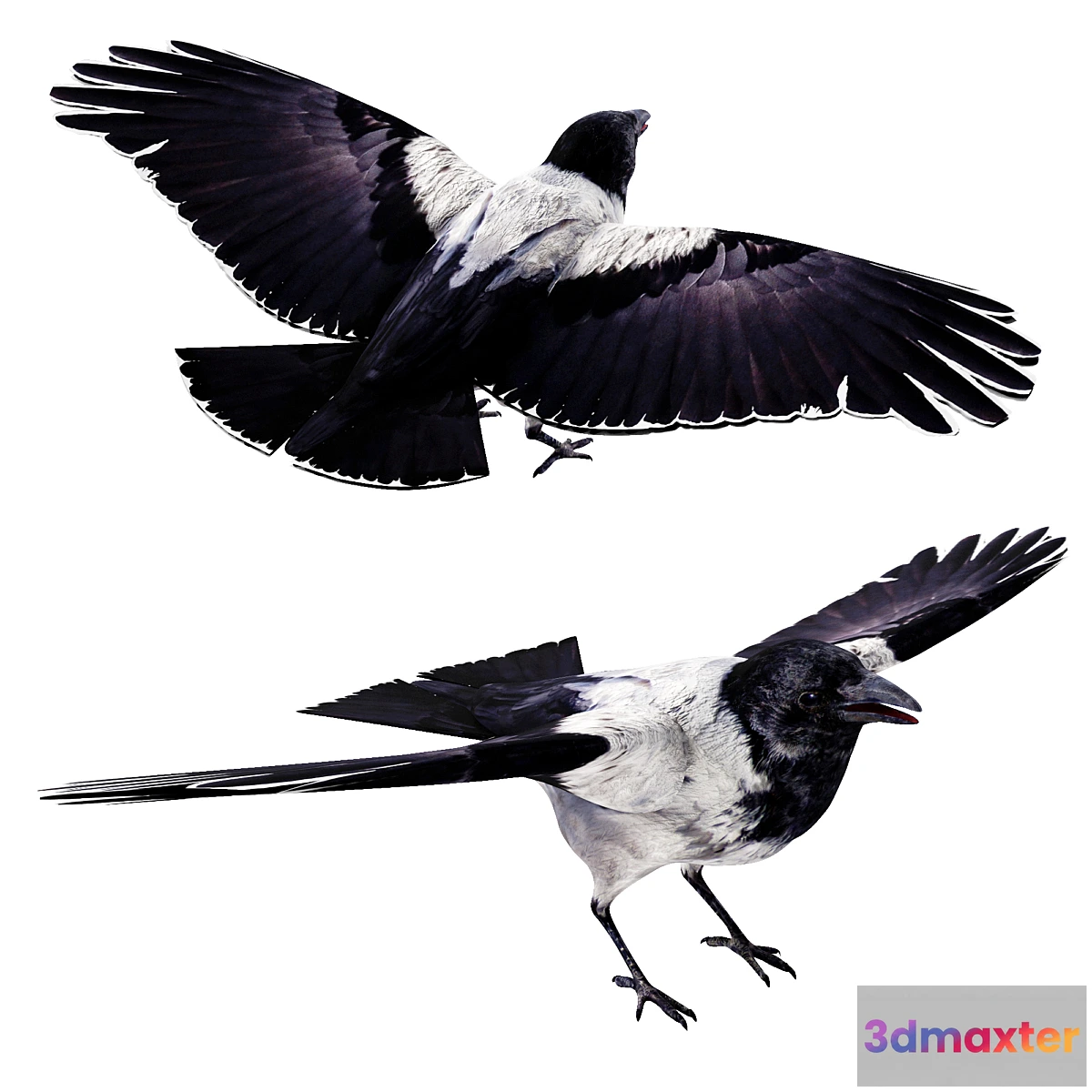 705380 - Crow - No.2