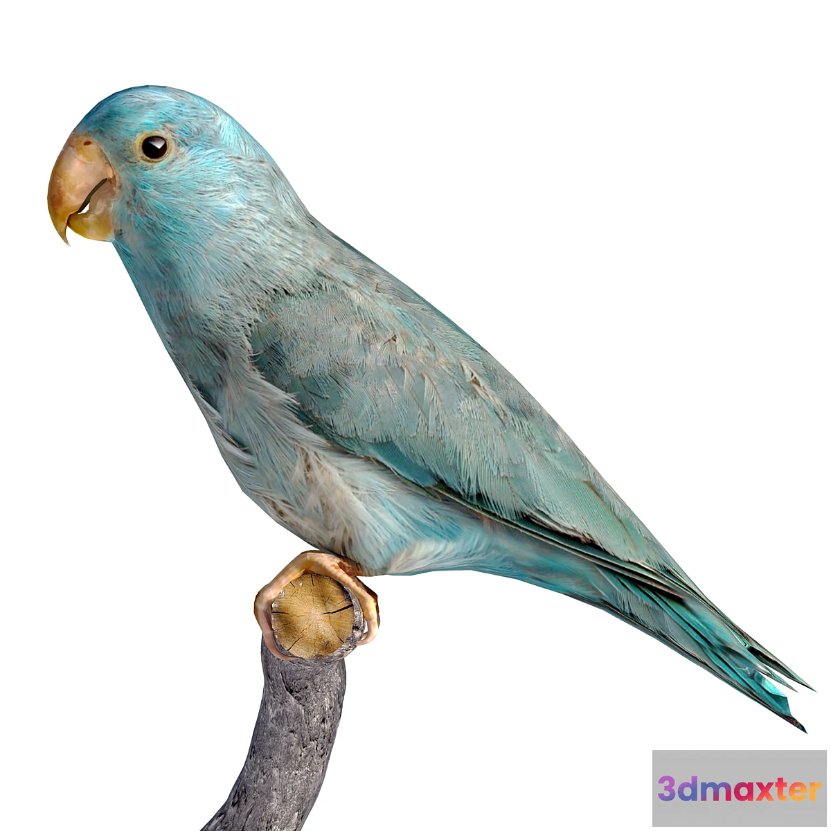 705384 - low poly parrot