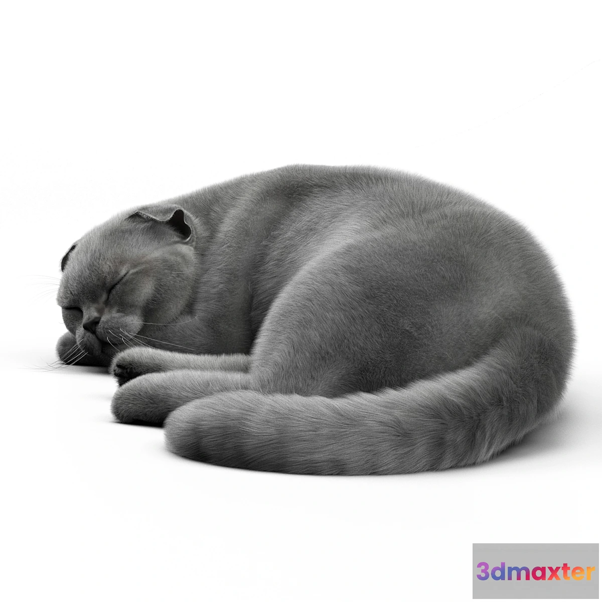 705394 - CAT 6 Corona