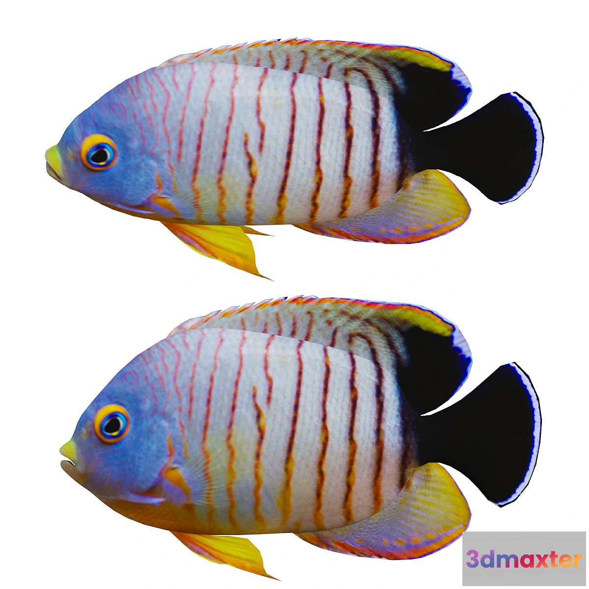 705400 - marine fish