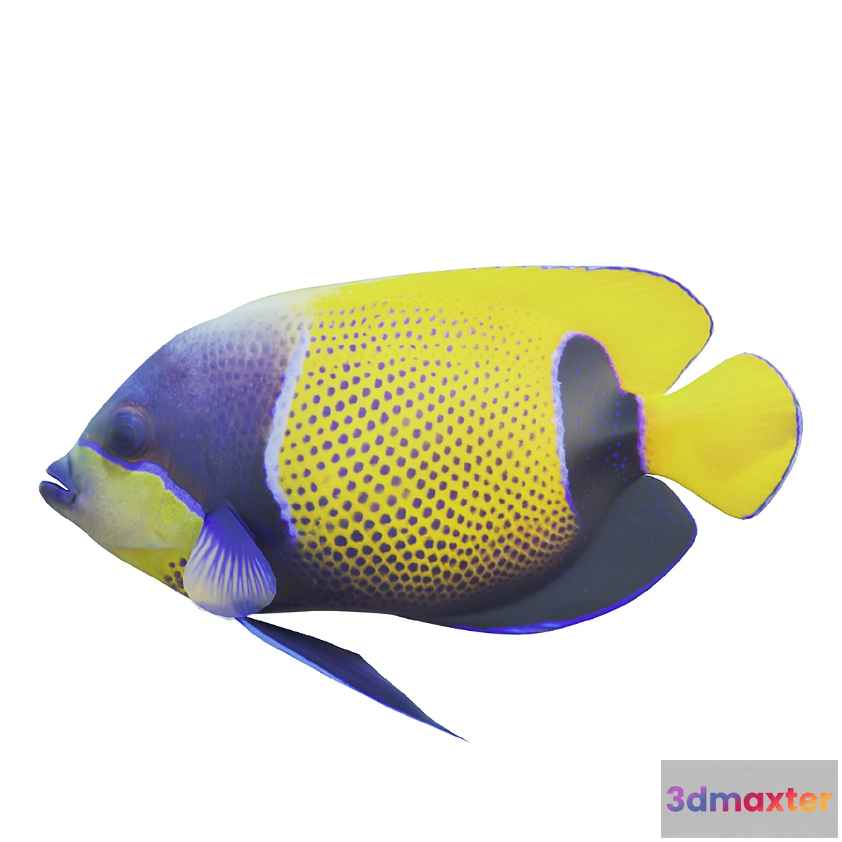 705410 - Blue girdled Angelfish set 04