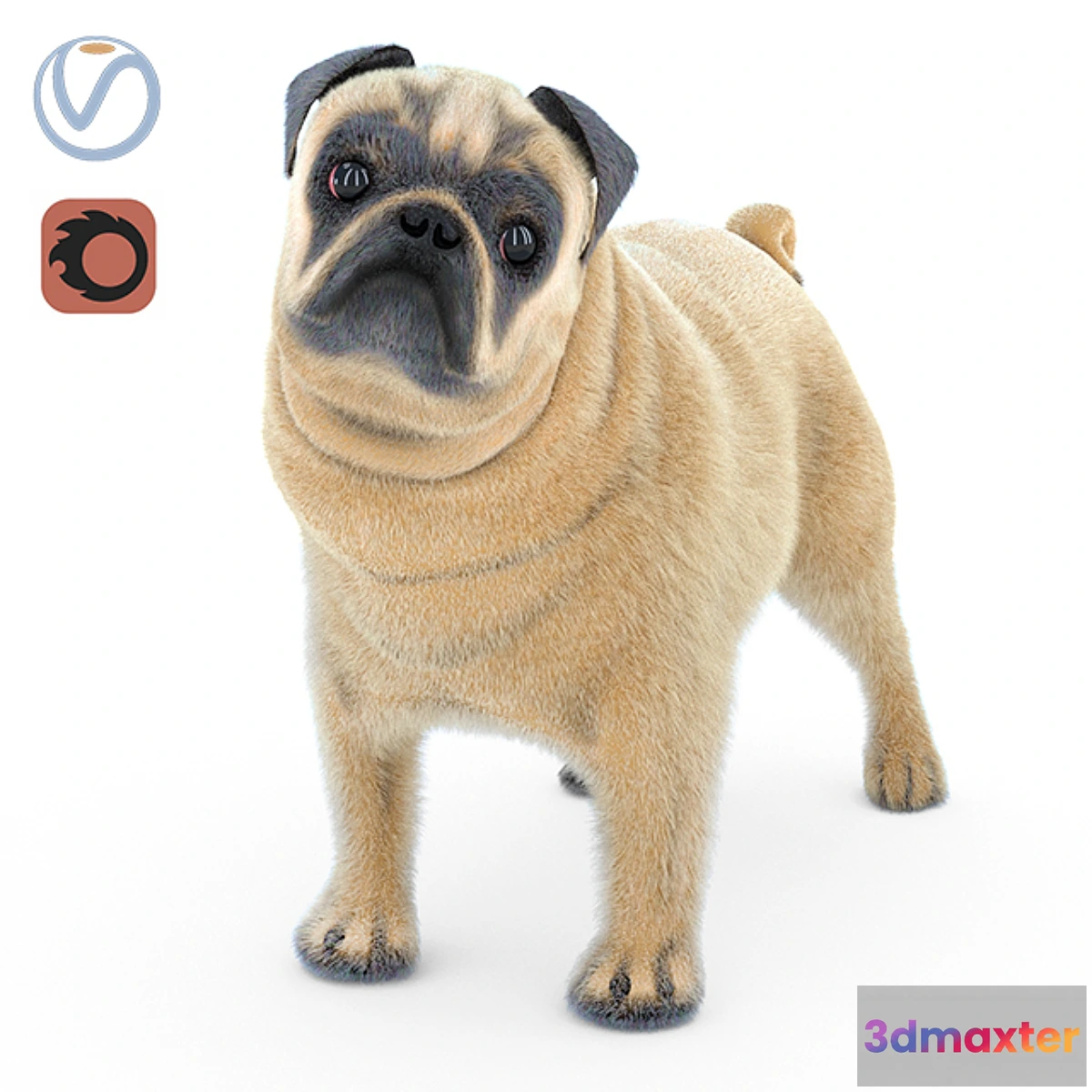 729976 - Pug 2 - No.3