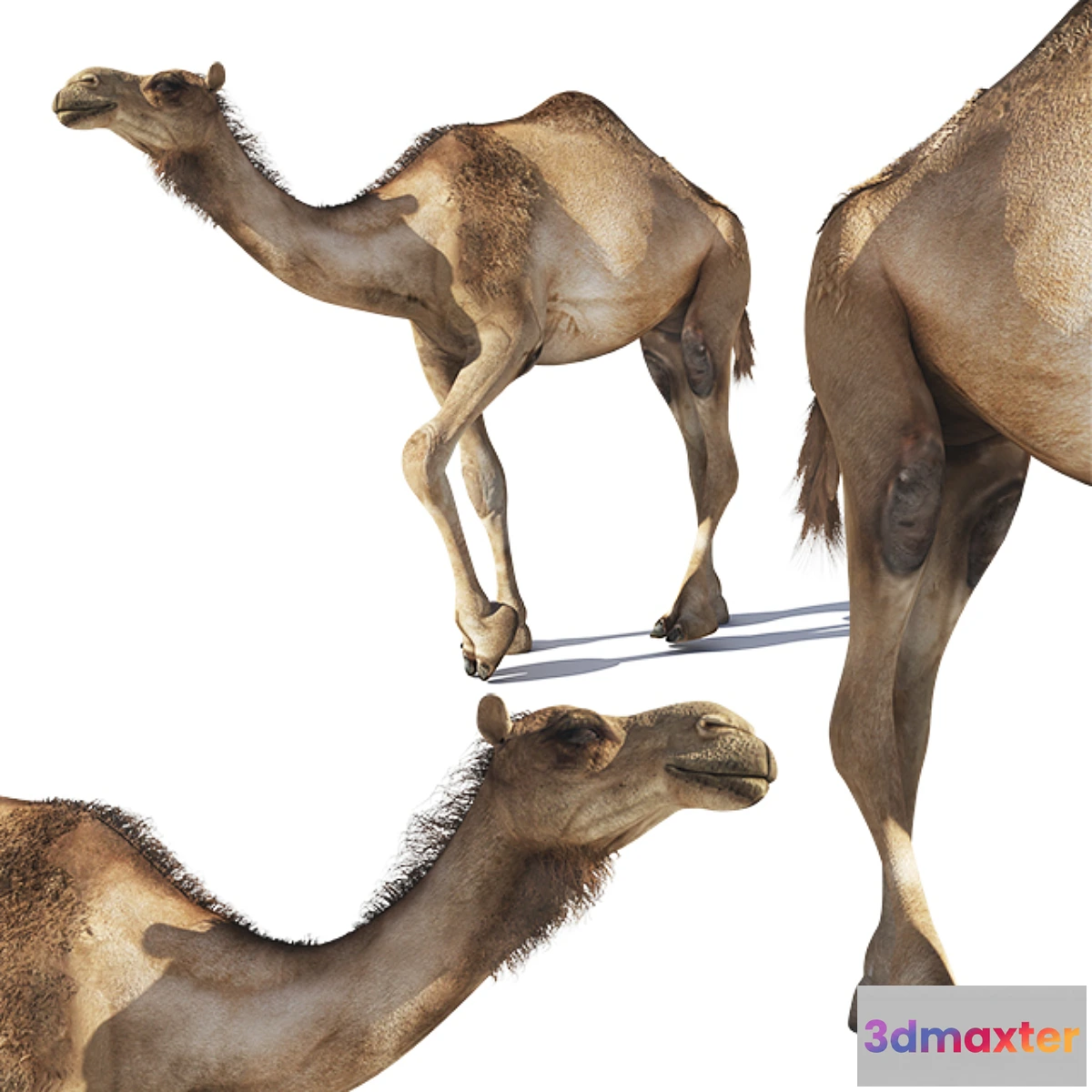 729982 - Camel - No.4