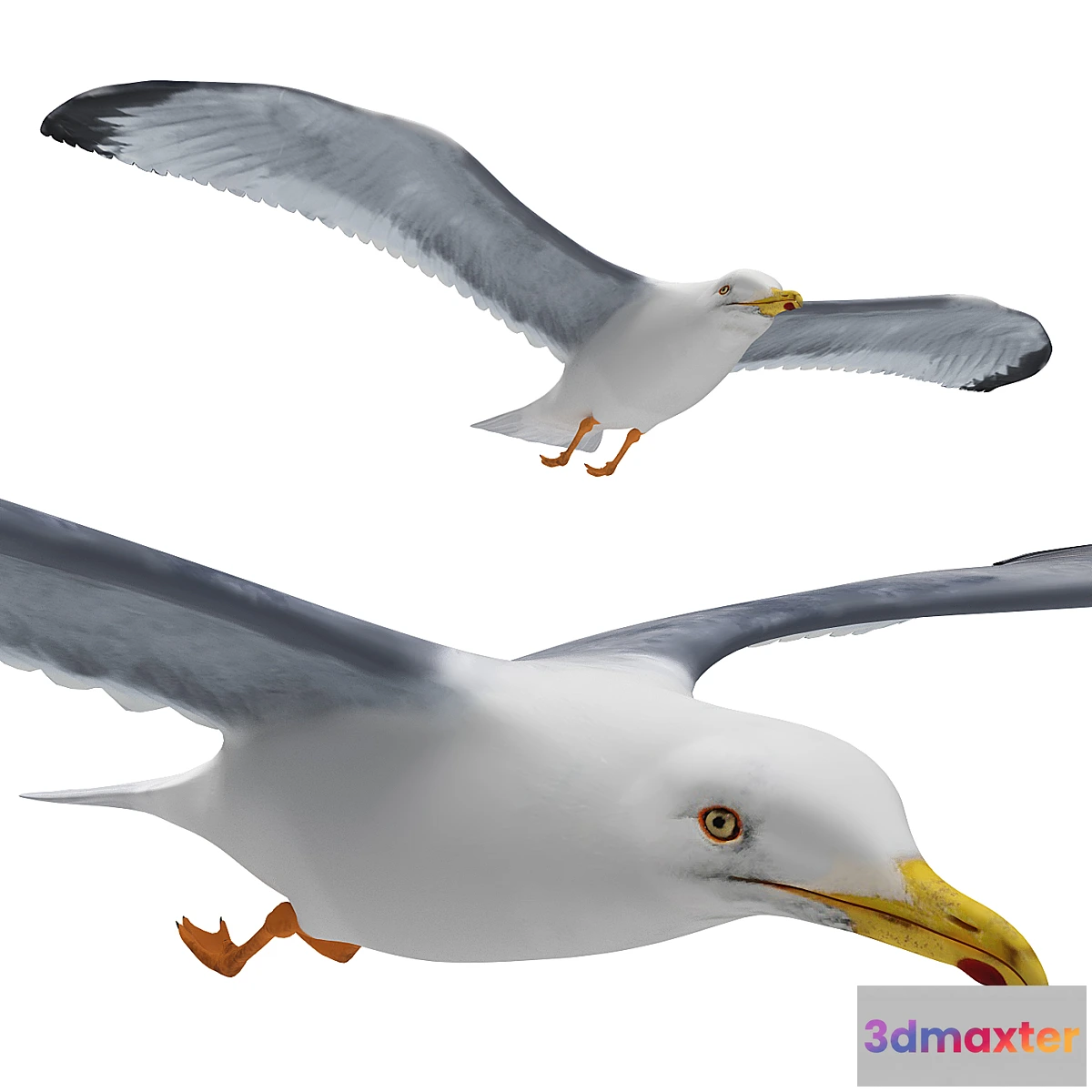729986 - Seagull in flight - No.3