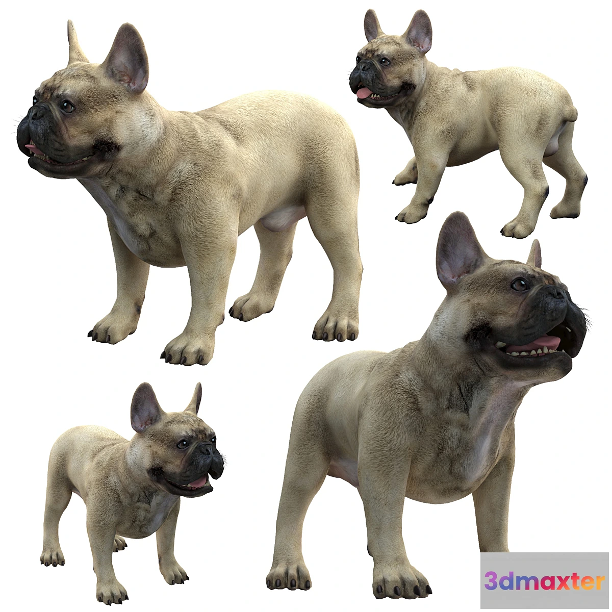 730006 - French Bulldog - No.3