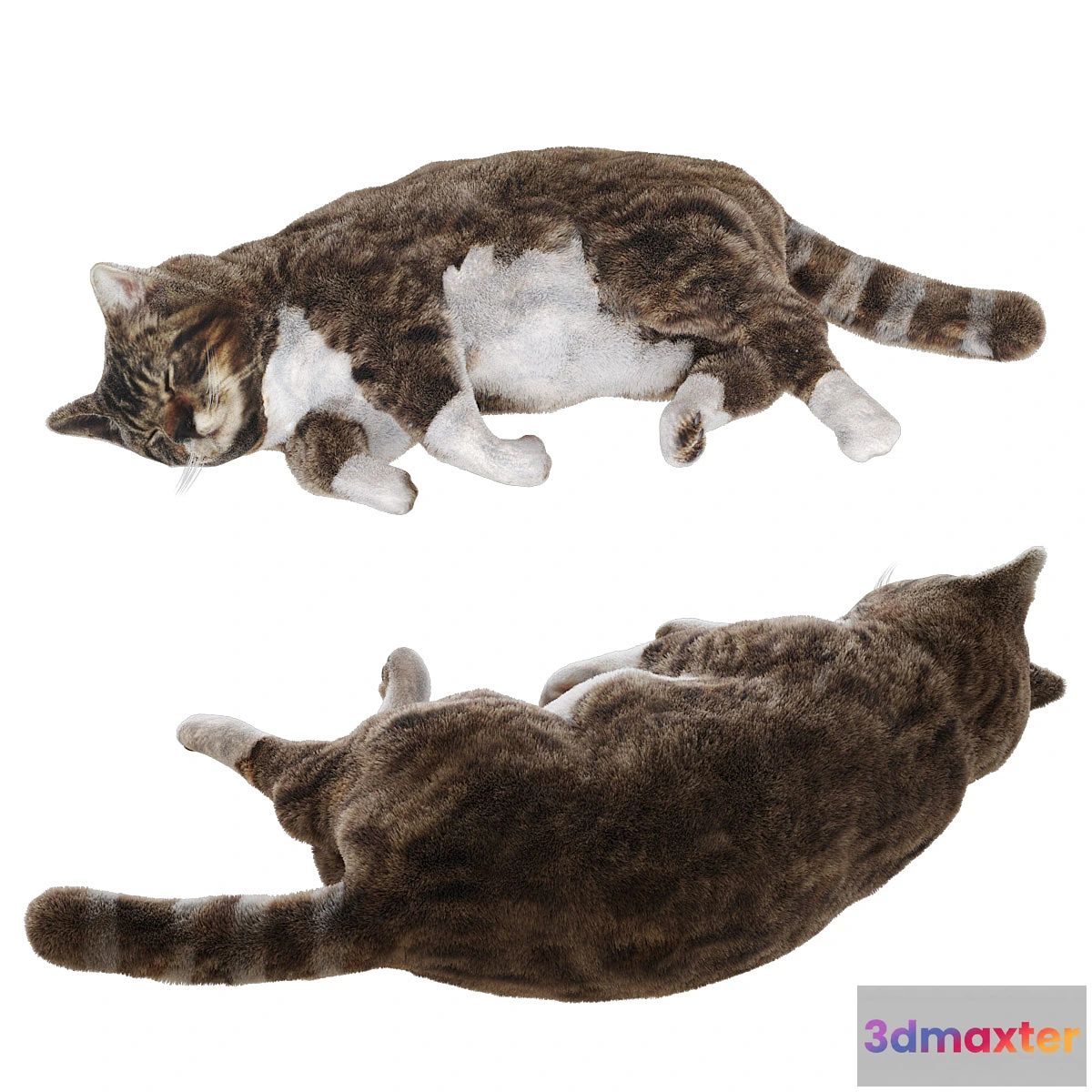 743675 - Cat - No.13